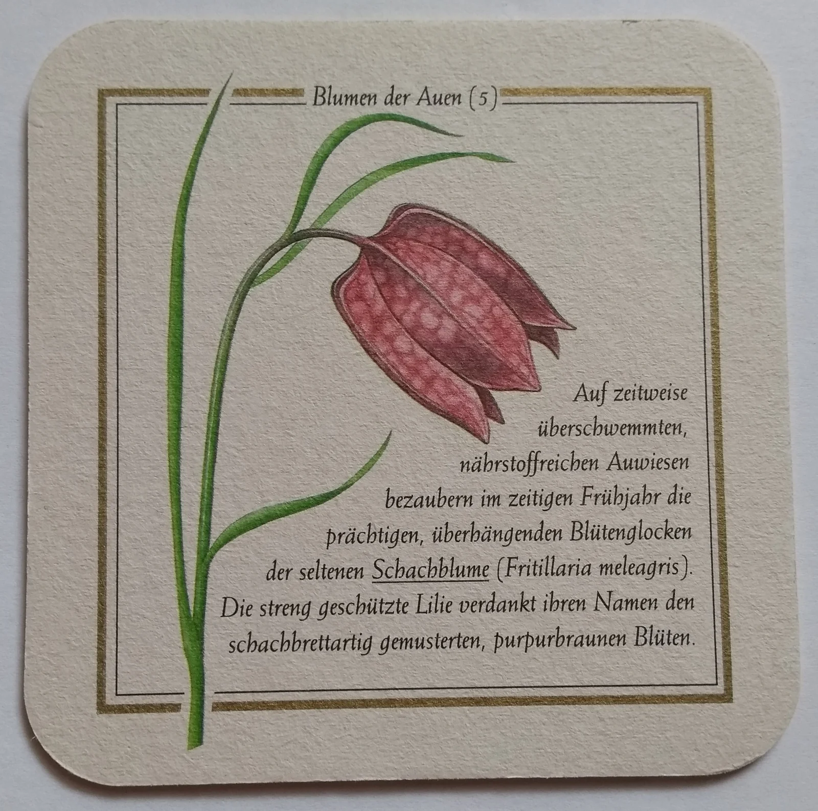 Reverso de LICHER #7