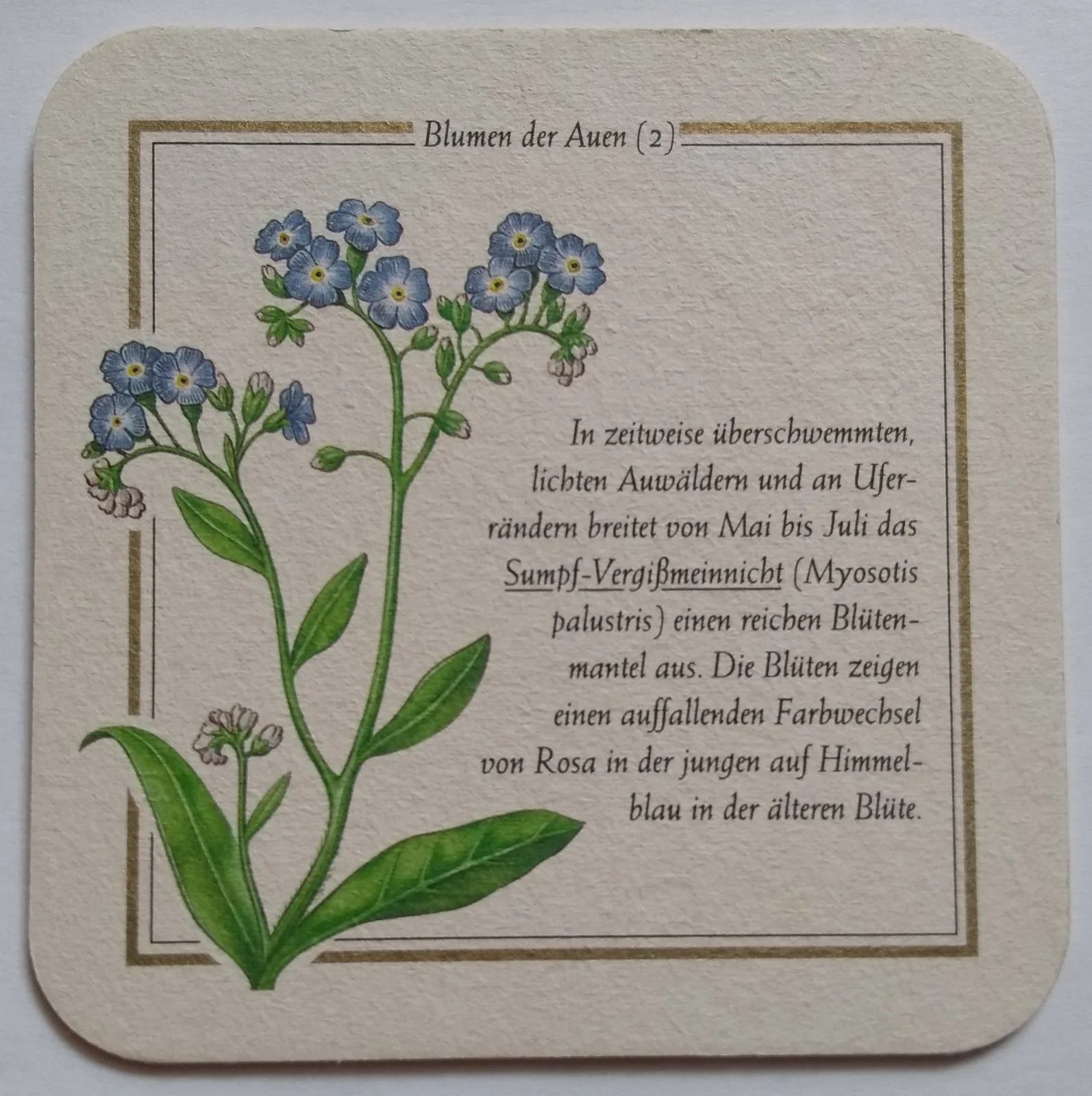 Reverso de LICHER #8
